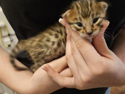 Mr Rusty - Savannah - Gallery Photo #1