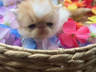 Red White Persian Male Kitten - Persian - Gallery Photo #1