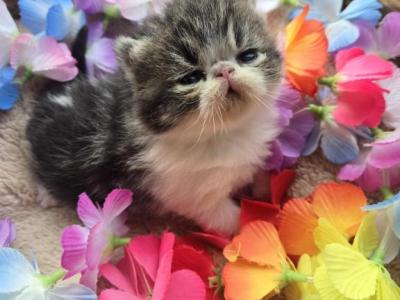 Brown Tabby Exotic Shorthair Male Kitten - Exotic - Gallery Photo #1