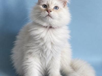 Odin - Siberian - Gallery Photo #1