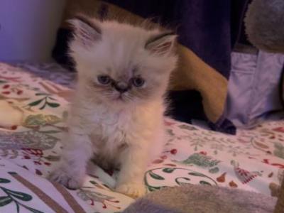 Persian Babies Available - Persian - Gallery Photo #1