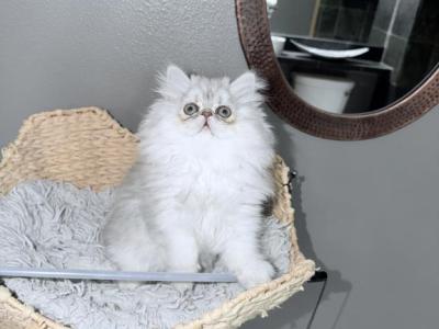 Shaded Lilac Chinchilla - Persian - Gallery Photo #1
