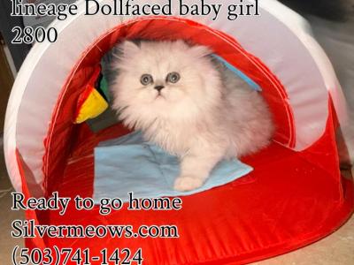 3 SilverChinchilla Dollfaced Dearheart Lineage CFA - Persian - Gallery Photo #1