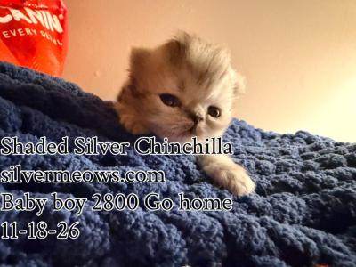 Shaded Blue Golden Chinchilla - Persian - Gallery Photo #1