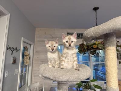 Bengal Kittens Available - Bengal - Gallery Photo #1