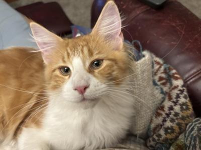 May Litter - Maine Coon - Gallery Photo #1
