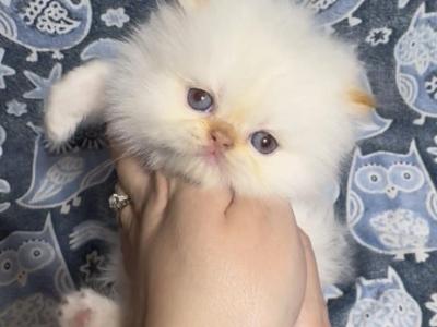 Pip - Himalayan - Gallery Photo #1
