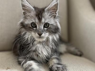 Armen - Maine Coon - Gallery Photo #1