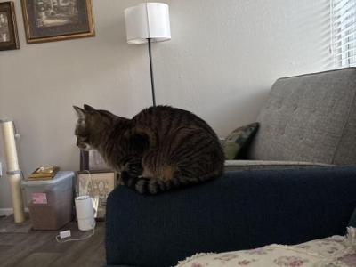 Baby - American Shorthair - Gallery Photo #1