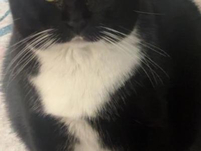 Pinafore - American Shorthair - Gallery Photo #1