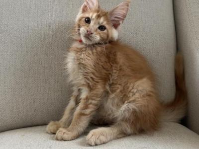 Beckett - Maine Coon - Gallery Photo #1