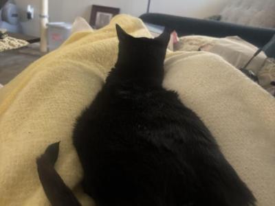 Bowtie - American Shorthair - Gallery Photo #1