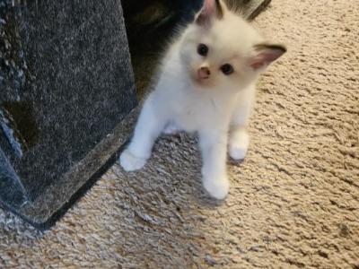 Logan - Ragdoll - Gallery Photo #1