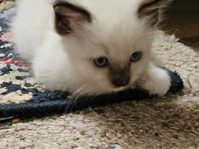 Nala - Ragdoll - Gallery Photo #1