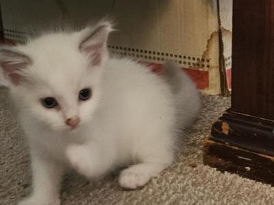 Walter - Ragdoll - Gallery Photo #1