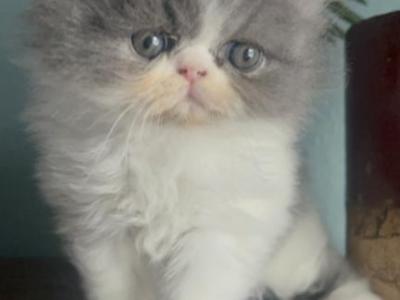Boos Babies - Persian - Gallery Photo #1