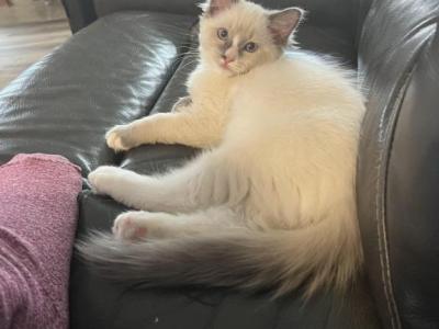 Shadow - Ragdoll - Gallery Photo #1