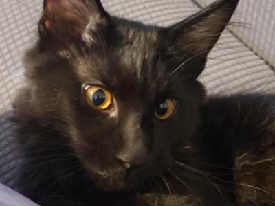 Mo Black Smoke Maine Coon - Maine Coon - Gallery Photo #1