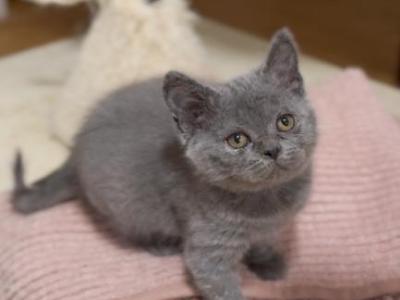 B O N D I - British Shorthair - Gallery Photo #1
