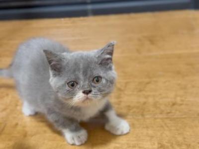 D U N D E E - British Shorthair - Gallery Photo #1