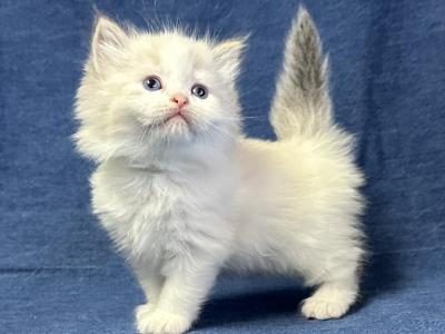Doc - Siberian - Gallery Photo #1