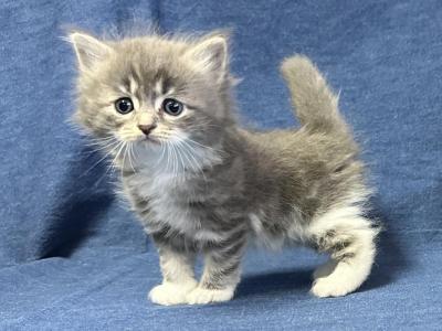 Sally - Siberian - Gallery Photo #1