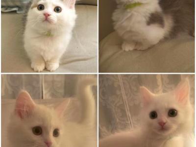 Two Beautiful Rughugger Munchkin Brothers - Munchkin - Gallery Photo #1