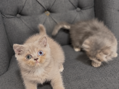 S Y D N E Y - British Shorthair - Gallery Photo #1