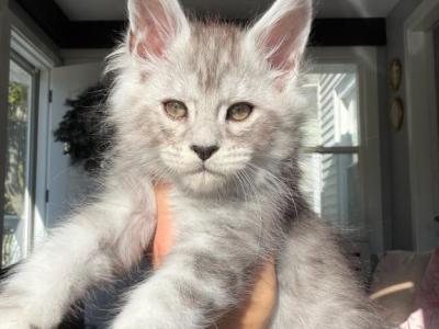 Grey Collar - Maine Coon - Gallery Photo #1