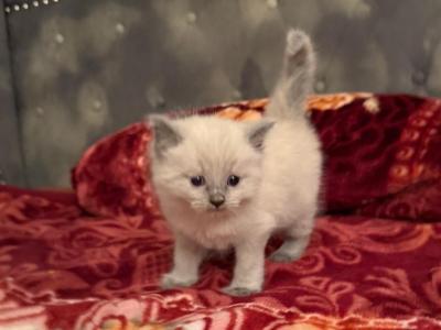 Lilac Point Ragdoll BBY - Ragdoll - Gallery Photo #1