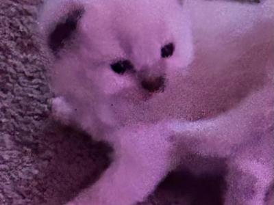 RESERVED Female KATS Ravishing Ragdolls - Ragdoll - Gallery Photo #1