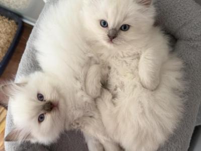 Kio & Kiry - Ragdoll - Gallery Photo #1