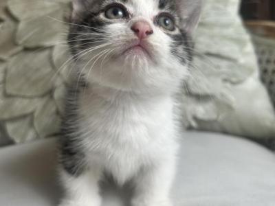 Noel - Munchkin - Gallery Photo #1