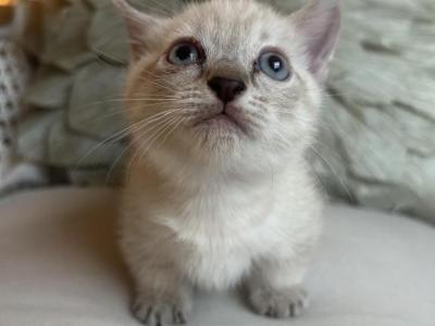 Ivy - Munchkin - Gallery Photo #1