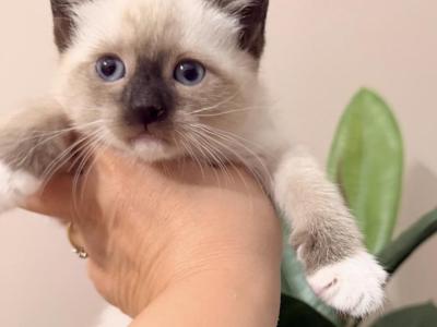 Adorable Siamese Kitty - Siamese - Gallery Photo #1