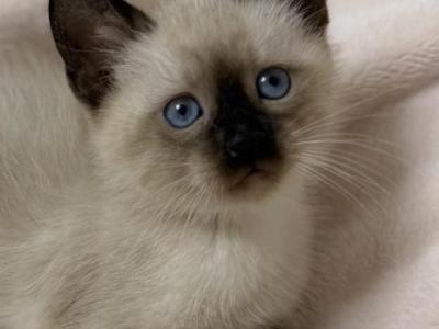Cute Siamese Kitten - Siamese - Gallery Photo #1