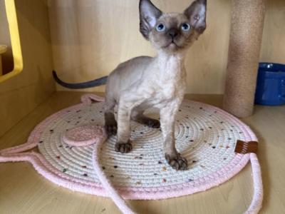 Dada - Devon Rex - Gallery Photo #1