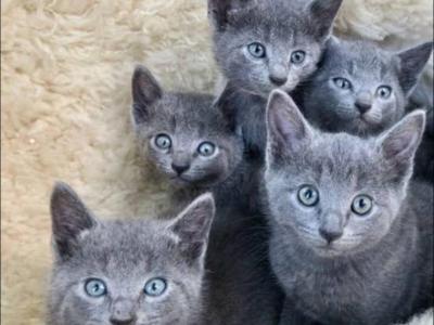 Kitties Russian Blue - Russian Blue - Gallery Photo #1