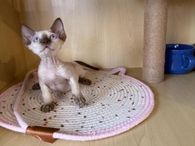 JJ - Devon Rex - Gallery Photo #1