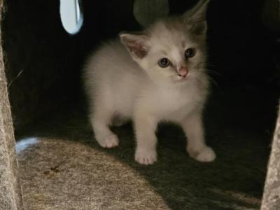 Oakley - Ragdoll - Gallery Photo #1