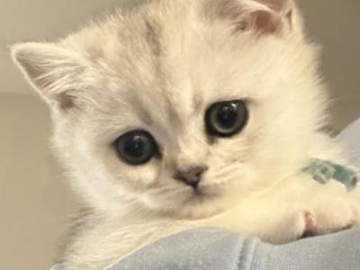 Ellie - British Shorthair - Gallery Photo #1