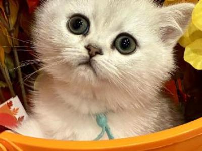 Ella - British Shorthair - Gallery Photo #1