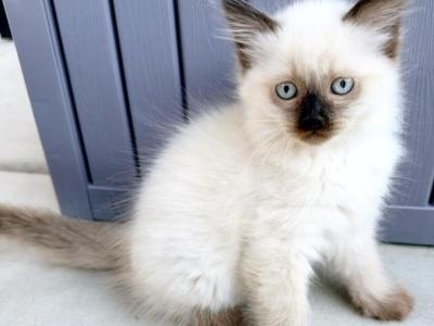 Male Kitten M1 - Himalayan - Gallery Photo #1