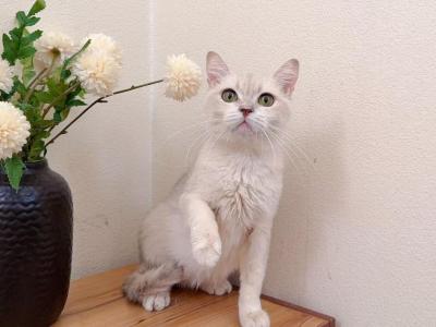 T001 - British Shorthair - Gallery Photo #1