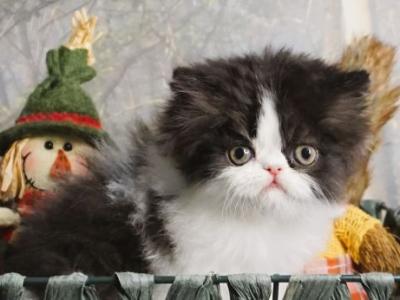 Black And White Bi Color Female For Holidays - Persian - Gallery Photo #1