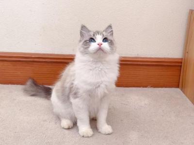 T002 - Ragdoll - Gallery Photo #1