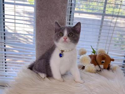 B071 - British Shorthair - Gallery Photo #1