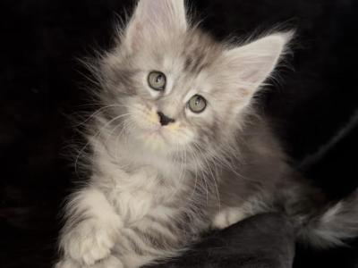 Breeder - Maine Coon - Gallery Photo #1