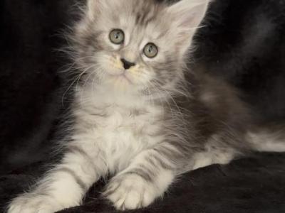 Kittens Directly From The Breeder - Maine Coon - Gallery Photo #1
