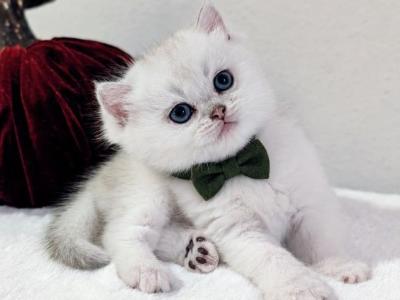 British Kittens - British Shorthair - Gallery Photo #1